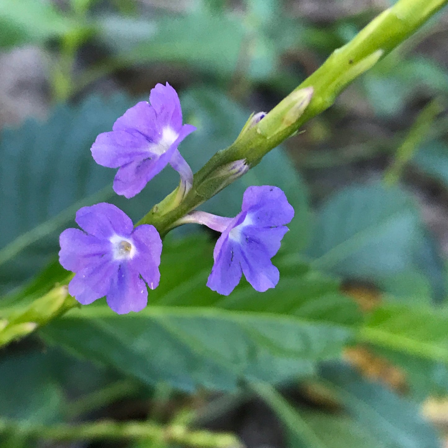 Blue Porterweed