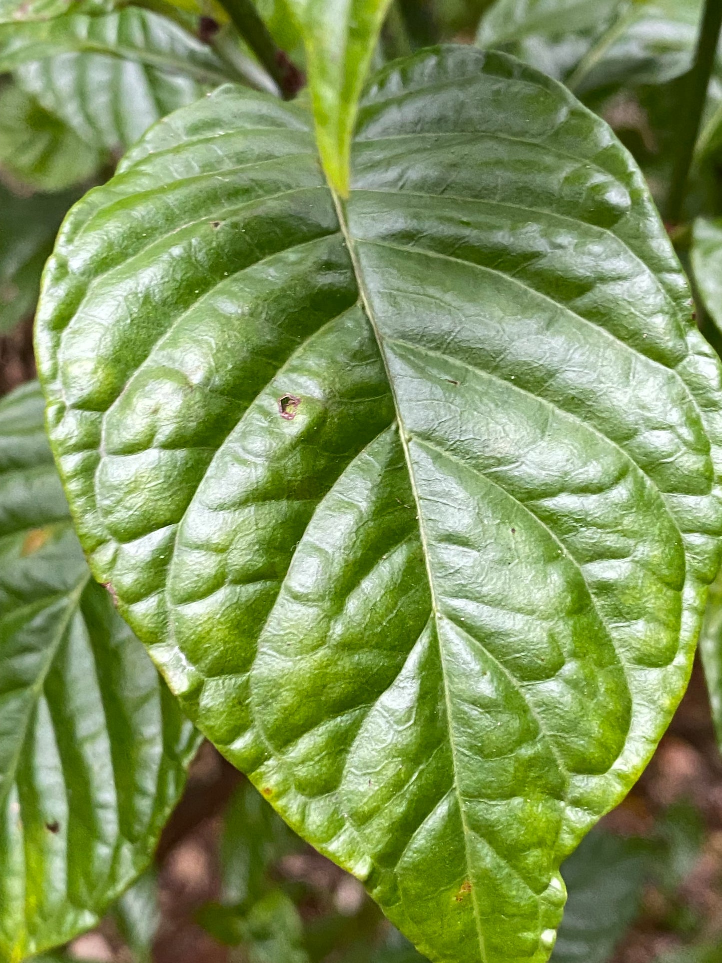 Shiny Leaf Wild Coffee