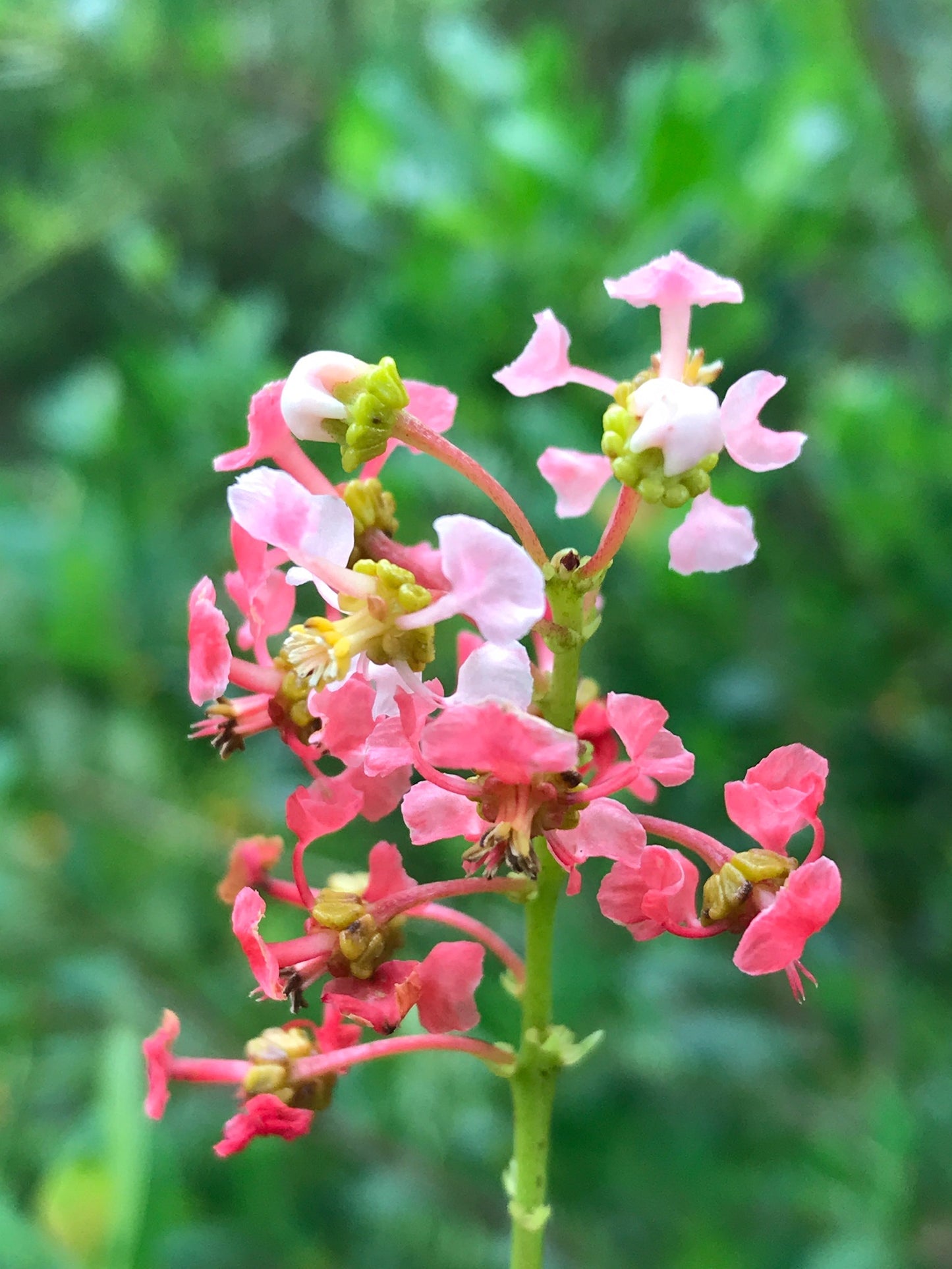 Miami Native Plants Gift Card