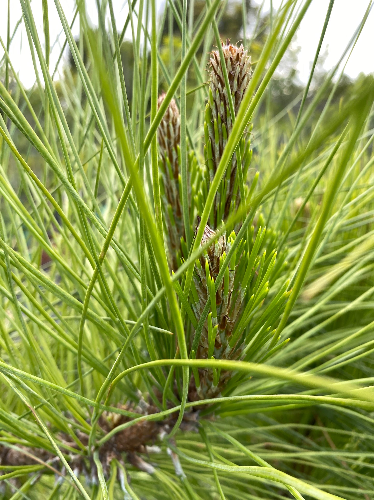 Dade Slash Pine