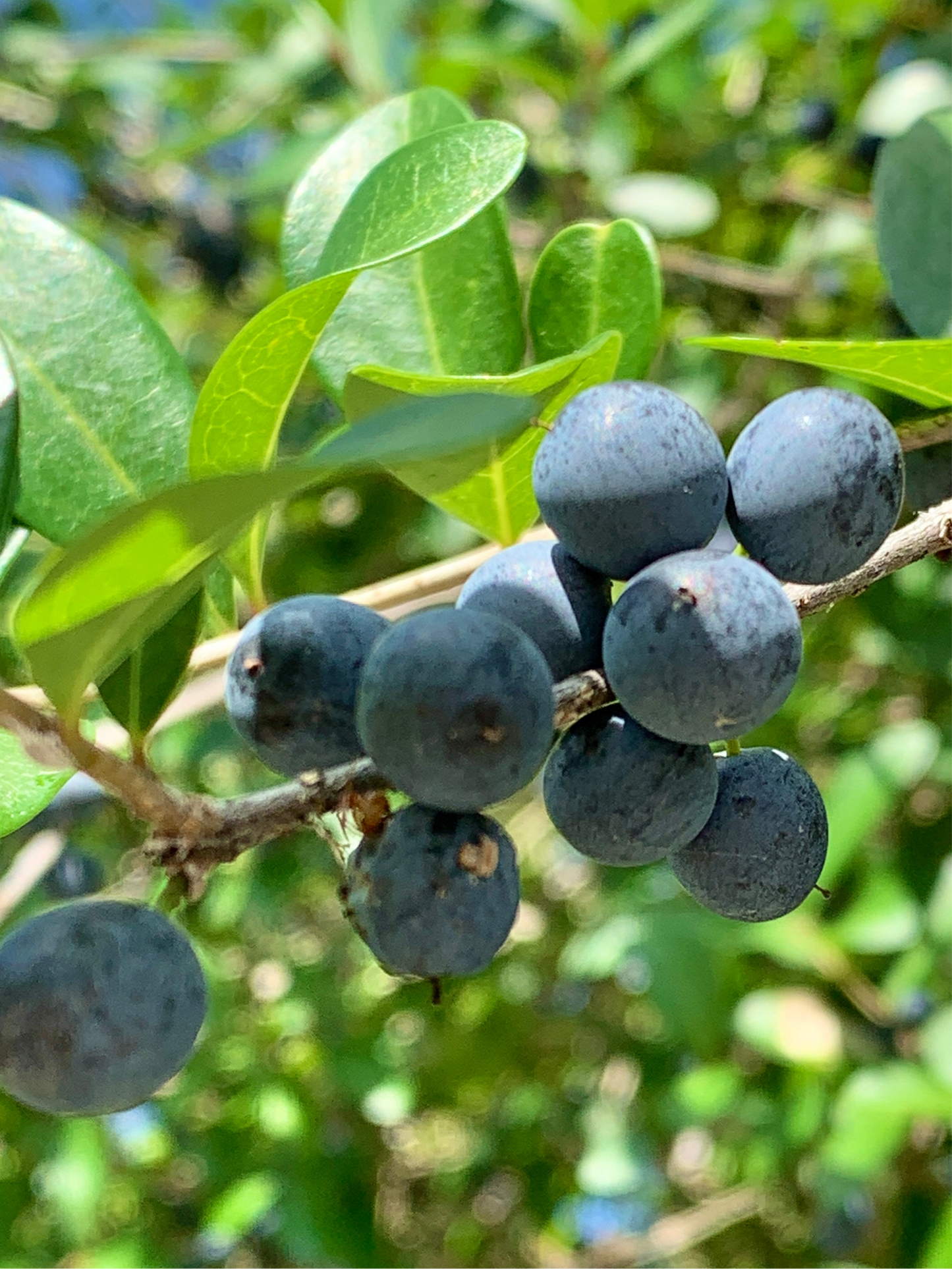Florida Privet