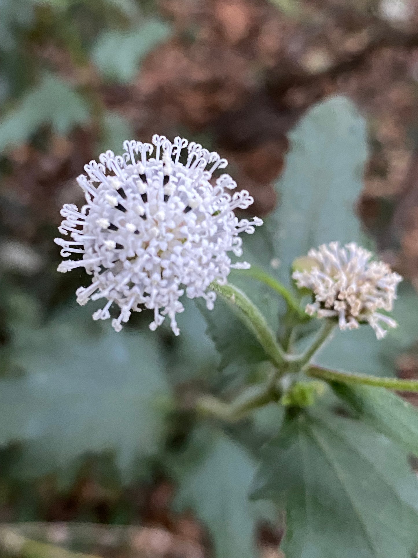 Snow Squarestem