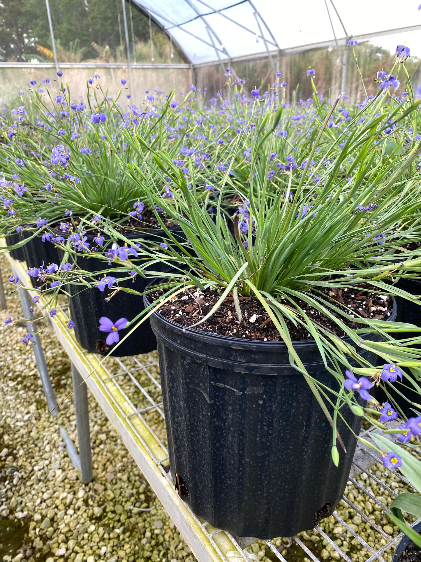 Blue-eyed Grass