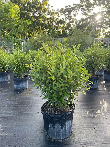 Jamaican Caper