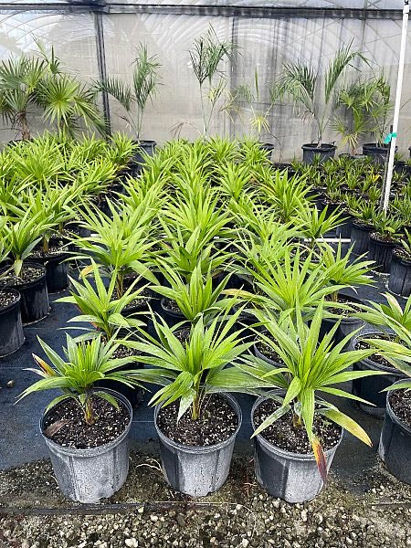 Florida Thatch Palm