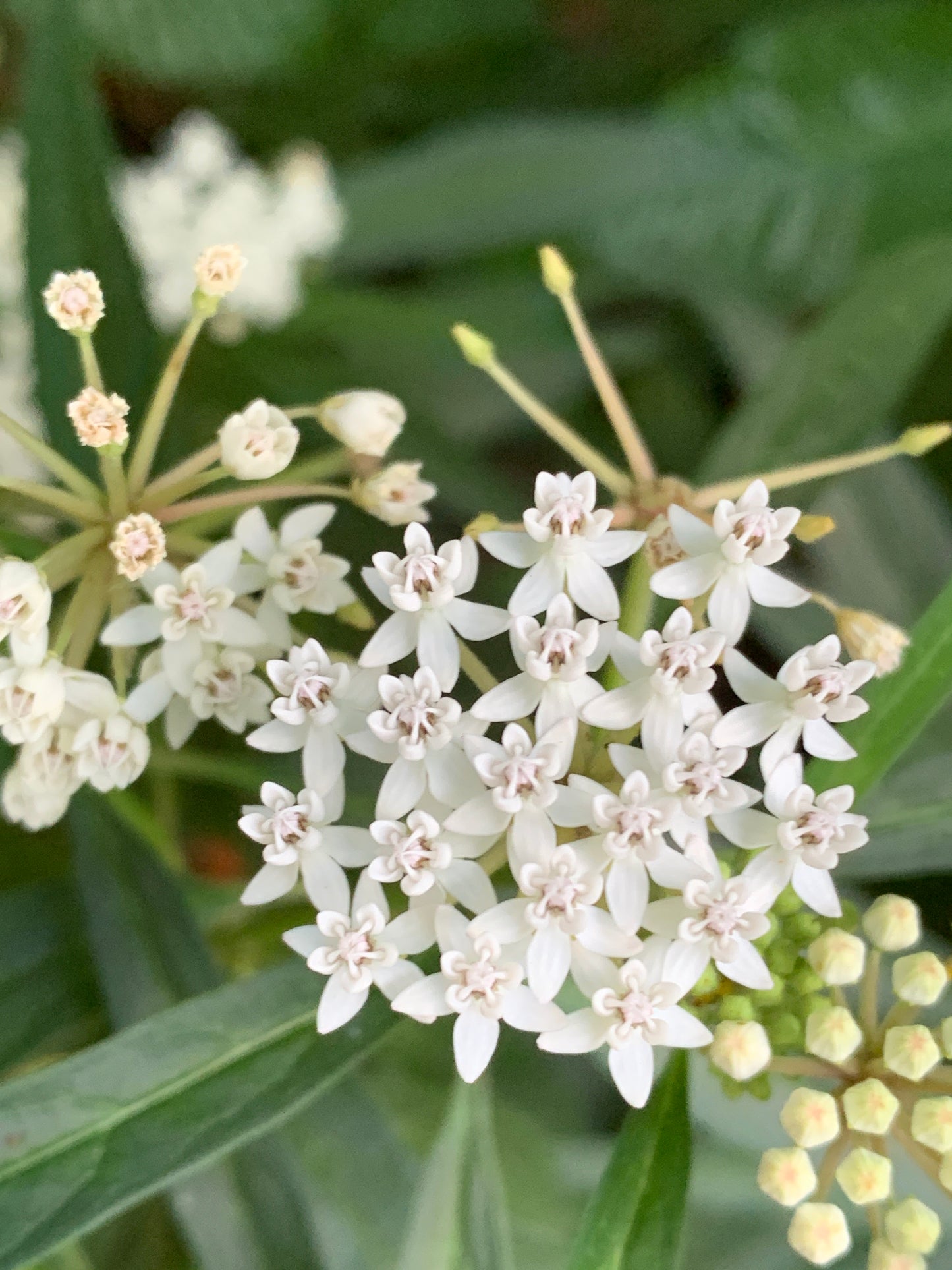 Swamp Milkweed