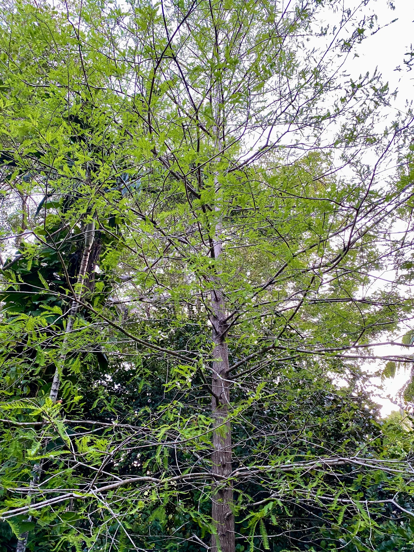 Bald Cypress