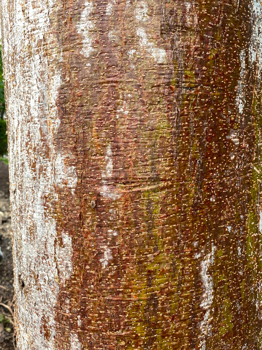 Gumbo Limbo