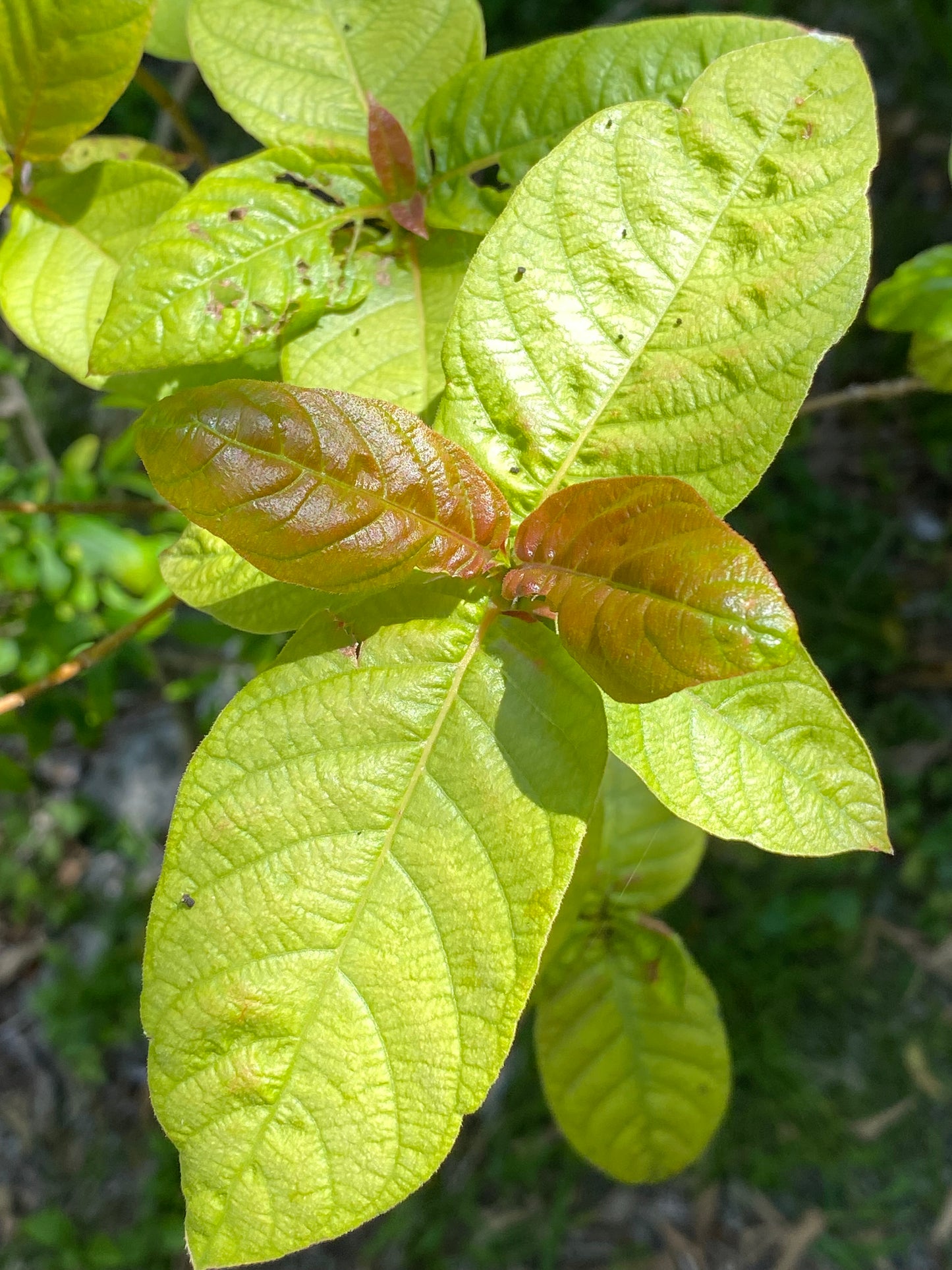 Rough Velvetseed