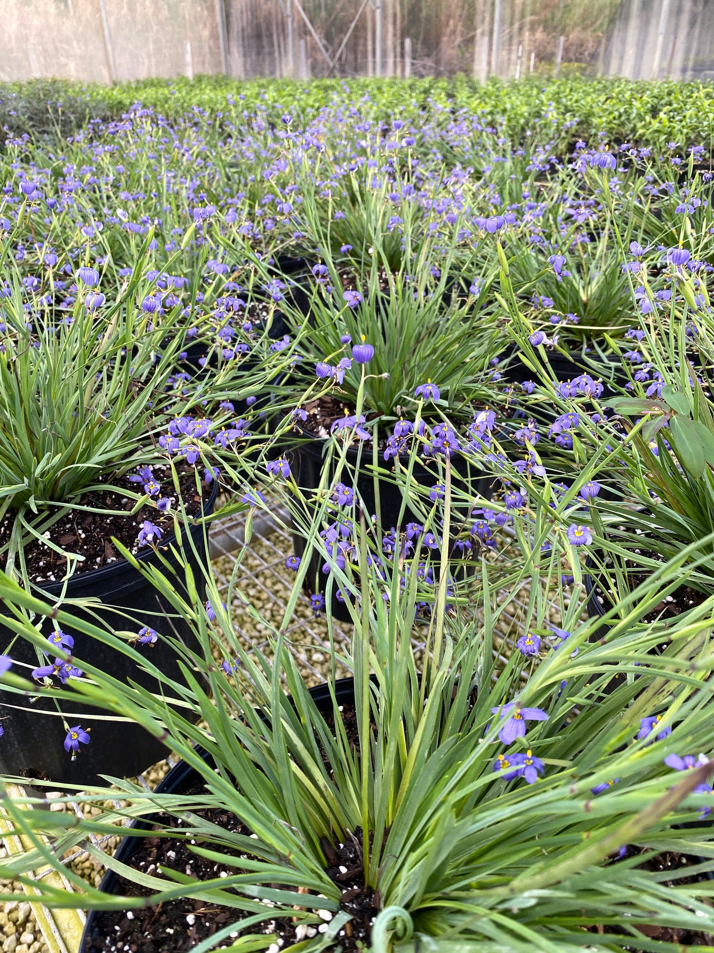 Blue-eyed Grass