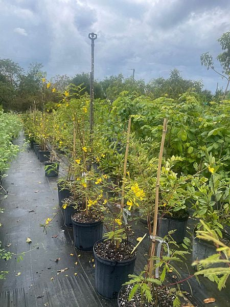 Annual Partridge Pea