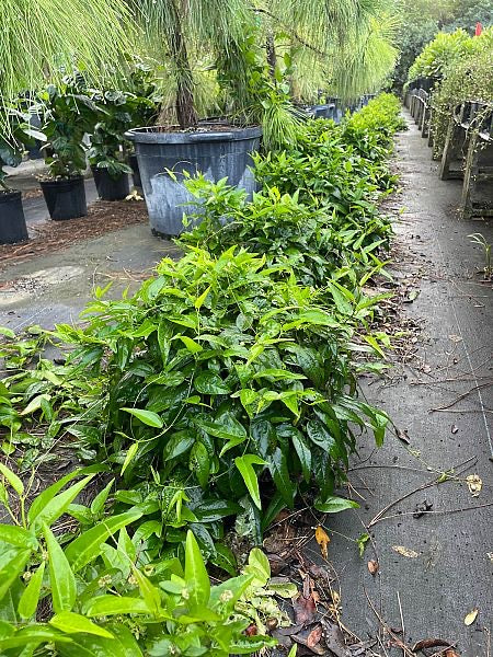 Corkystem Passionvine