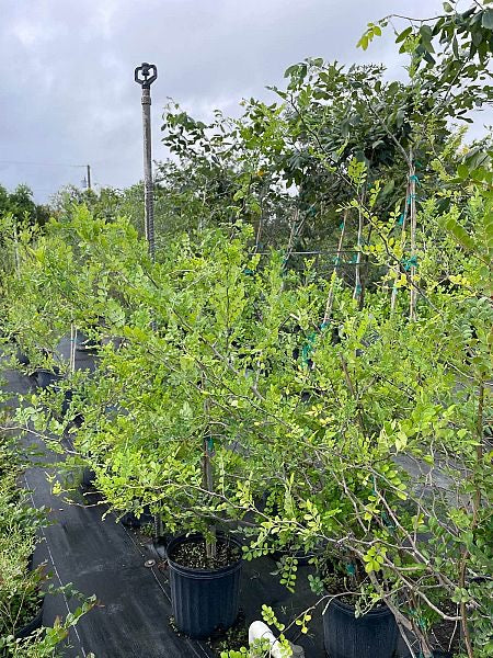 Wild Lime