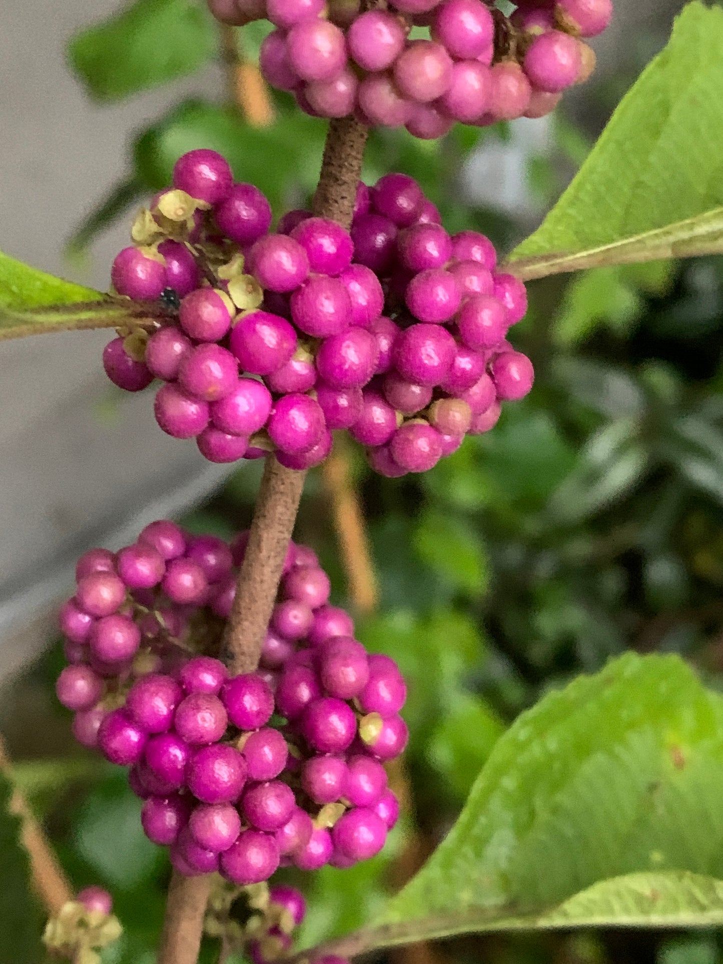 Miami Native Plants Gift Card