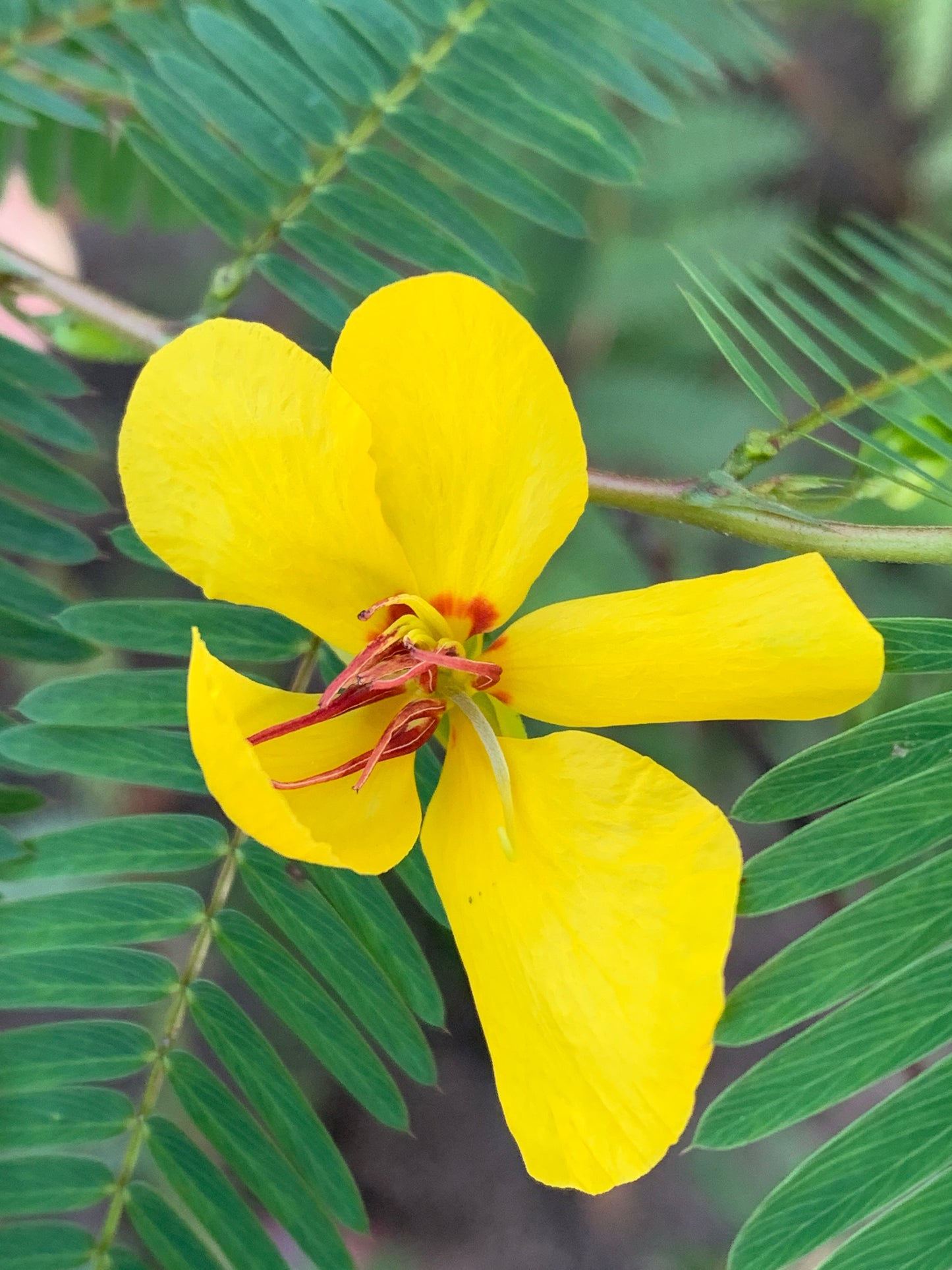 Deering Partridge Pea