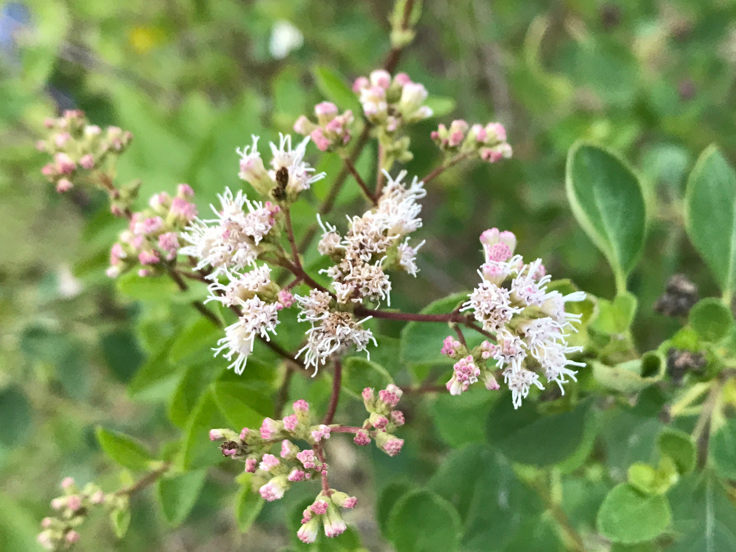 Florida Shrub Throughwort