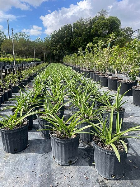Mangrove Spider Lily