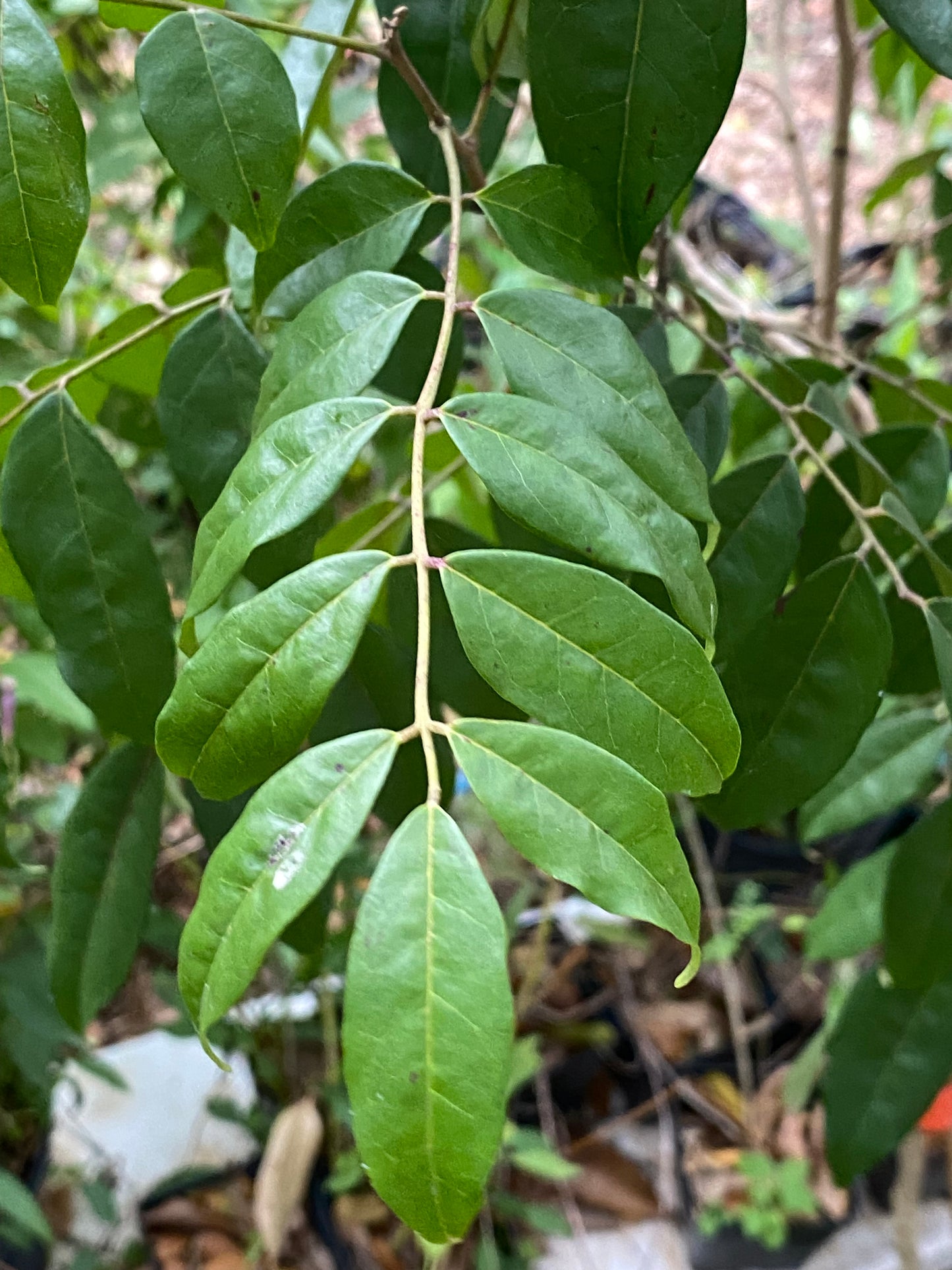 Florida Bitterbush