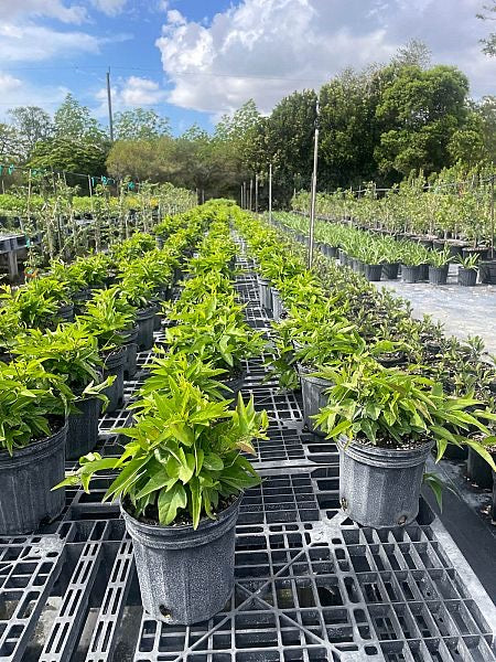 Corkystem Passionvine