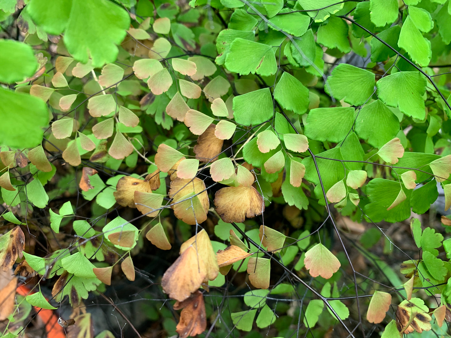 Brittle Maidenhair Fern