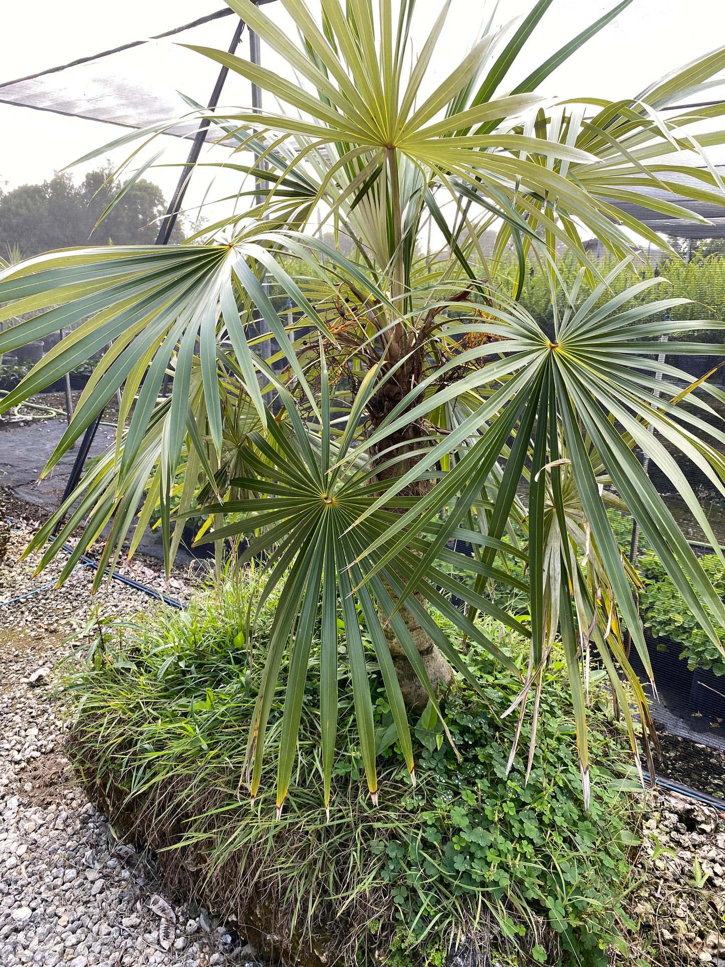 Silver Palm