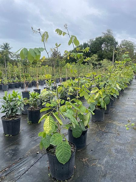 Jamaican Dogwood