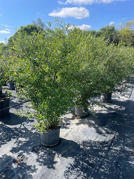 Florida Privet