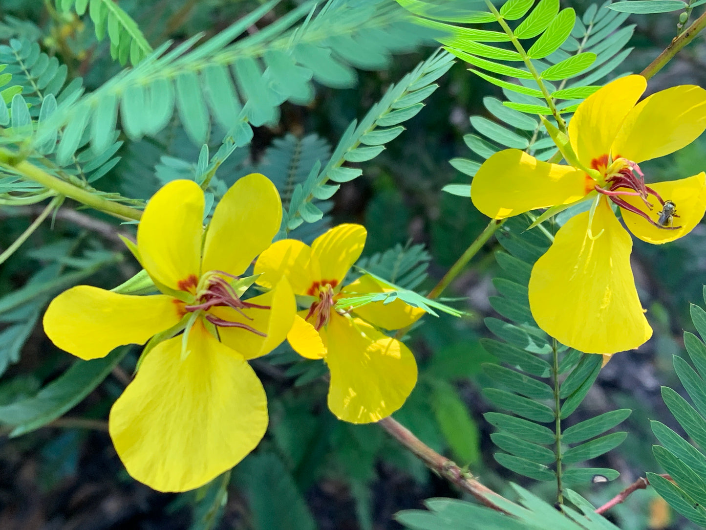 Deering Partridge Pea