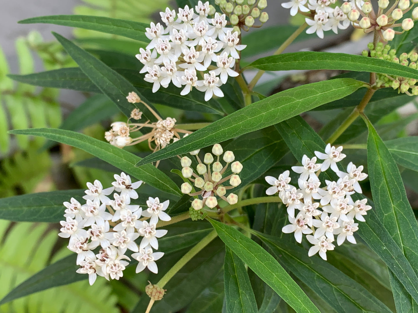 Swamp Milkweed