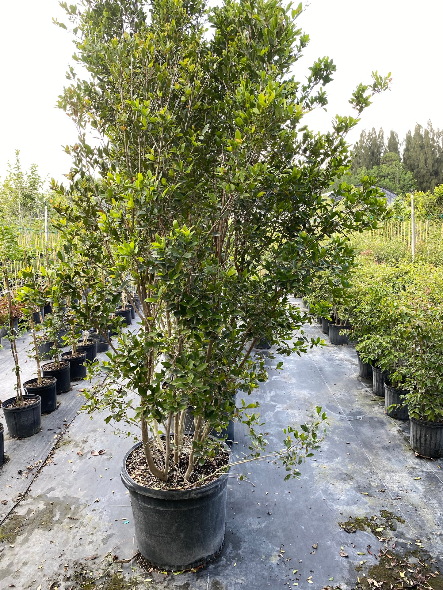 Florida Privet