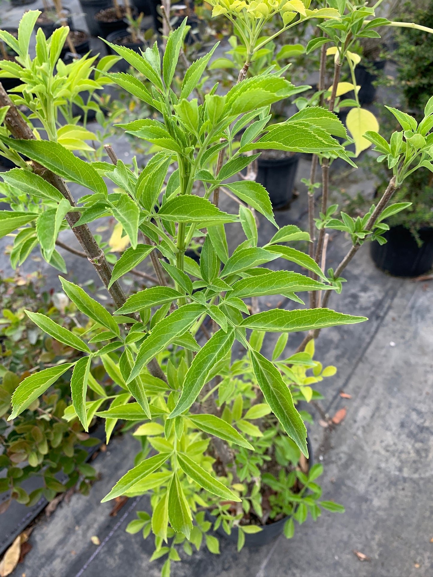 American Black Elderberry