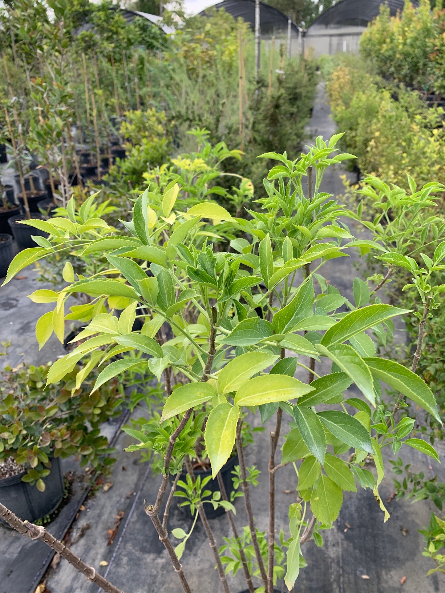 American Black Elderberry