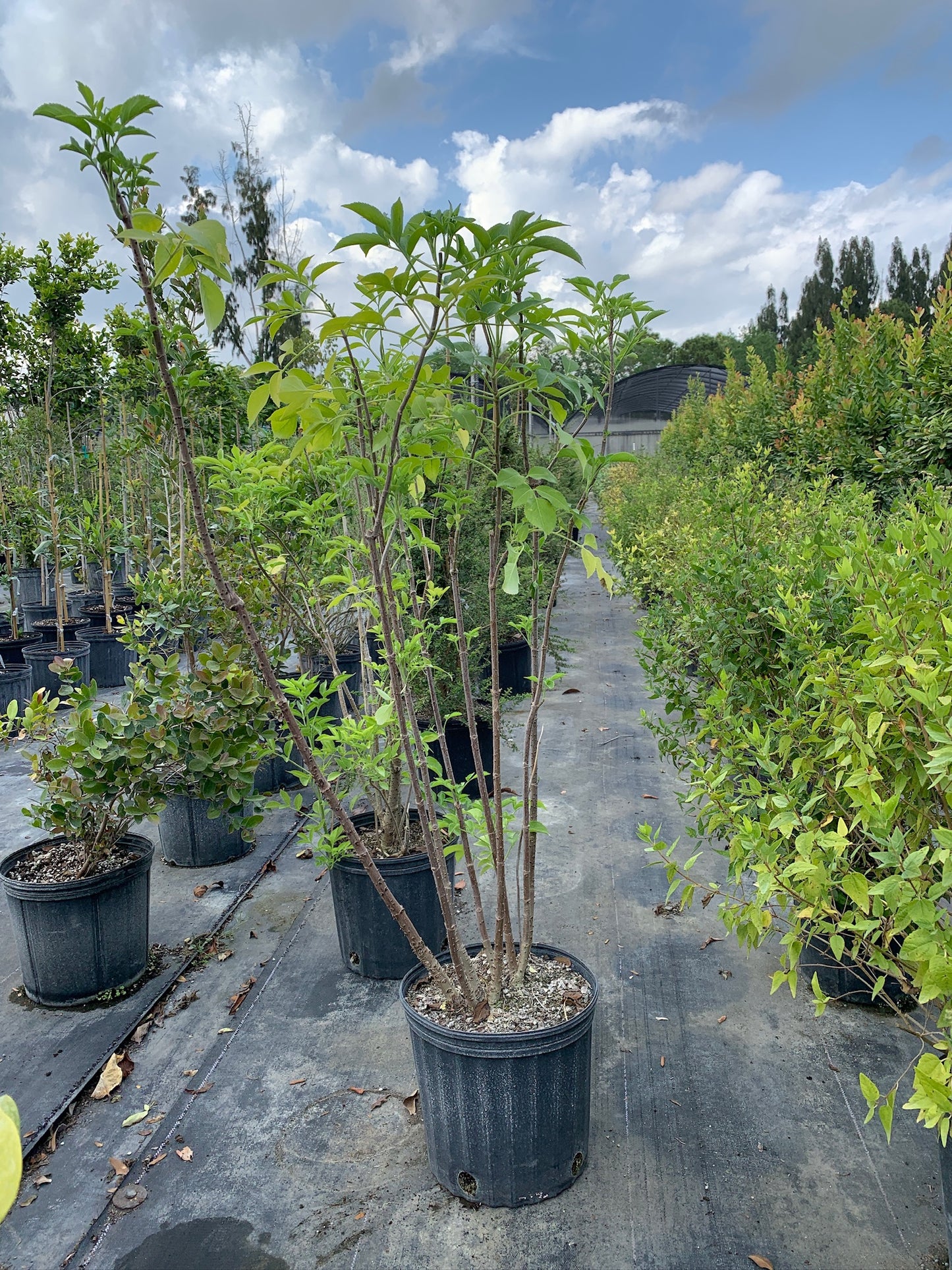 American Black Elderberry