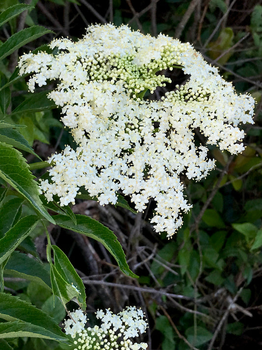 American Black Elderberry