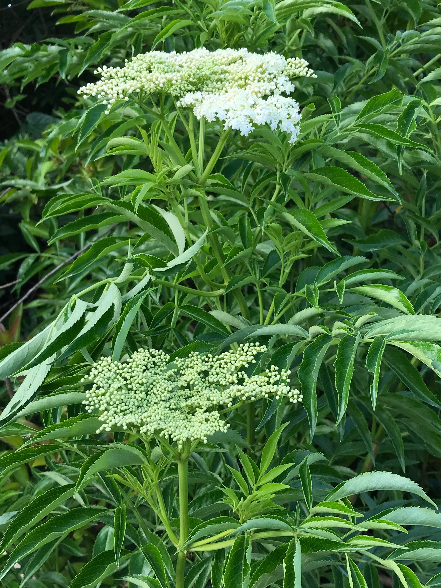 American Black Elderberry