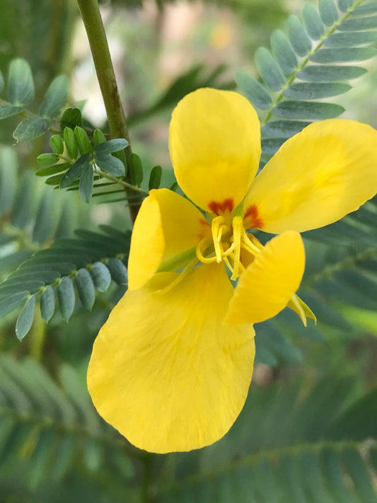 Annual Partridge Pea
