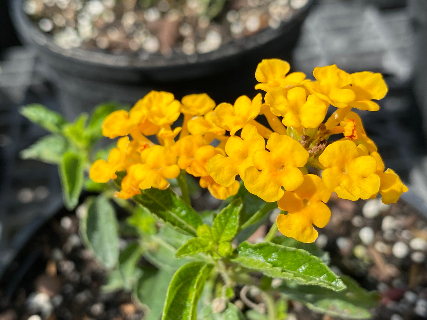 Pineland Lantana depressa var. depressa
