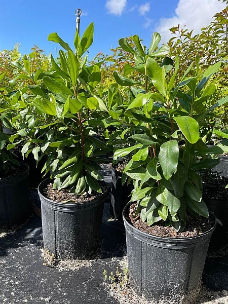 Florida Myrsine