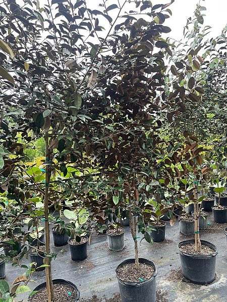Satin Leaf Tree