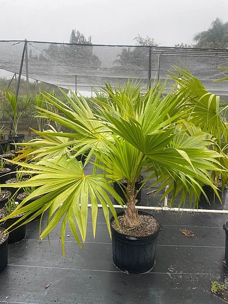 Florida Thatch Palm
