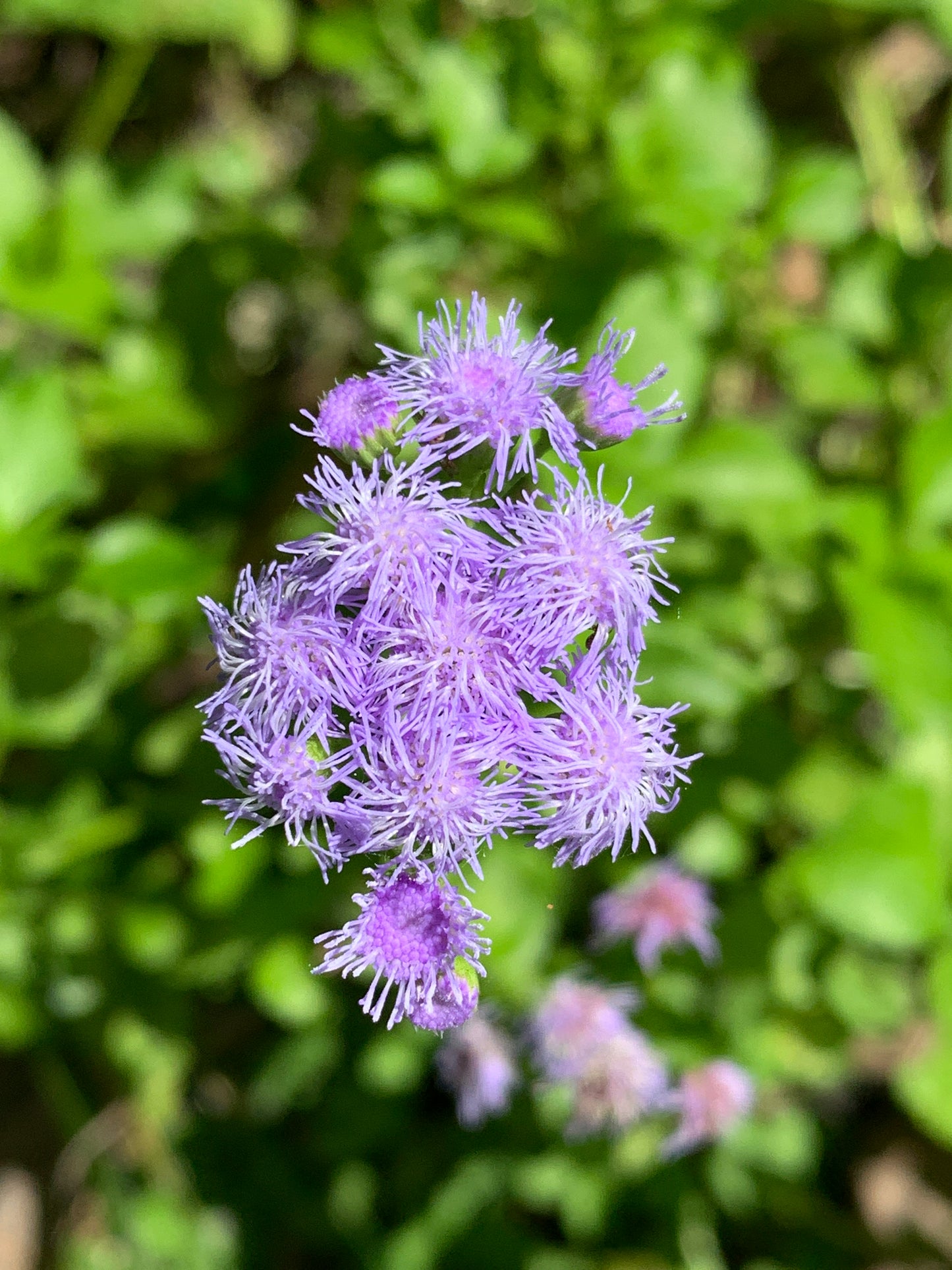 Keys Ageratum