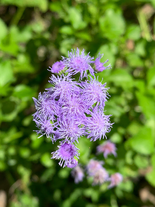 Keys Ageratum