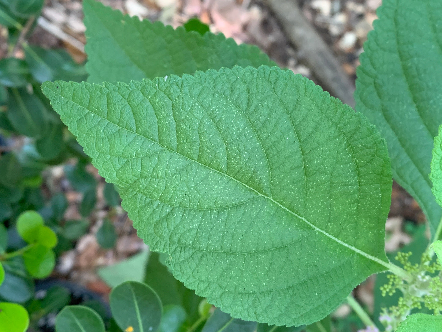American Beautyberry