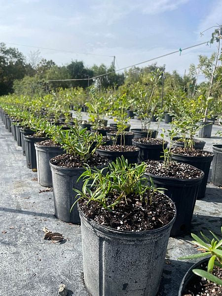 Sea Purslane