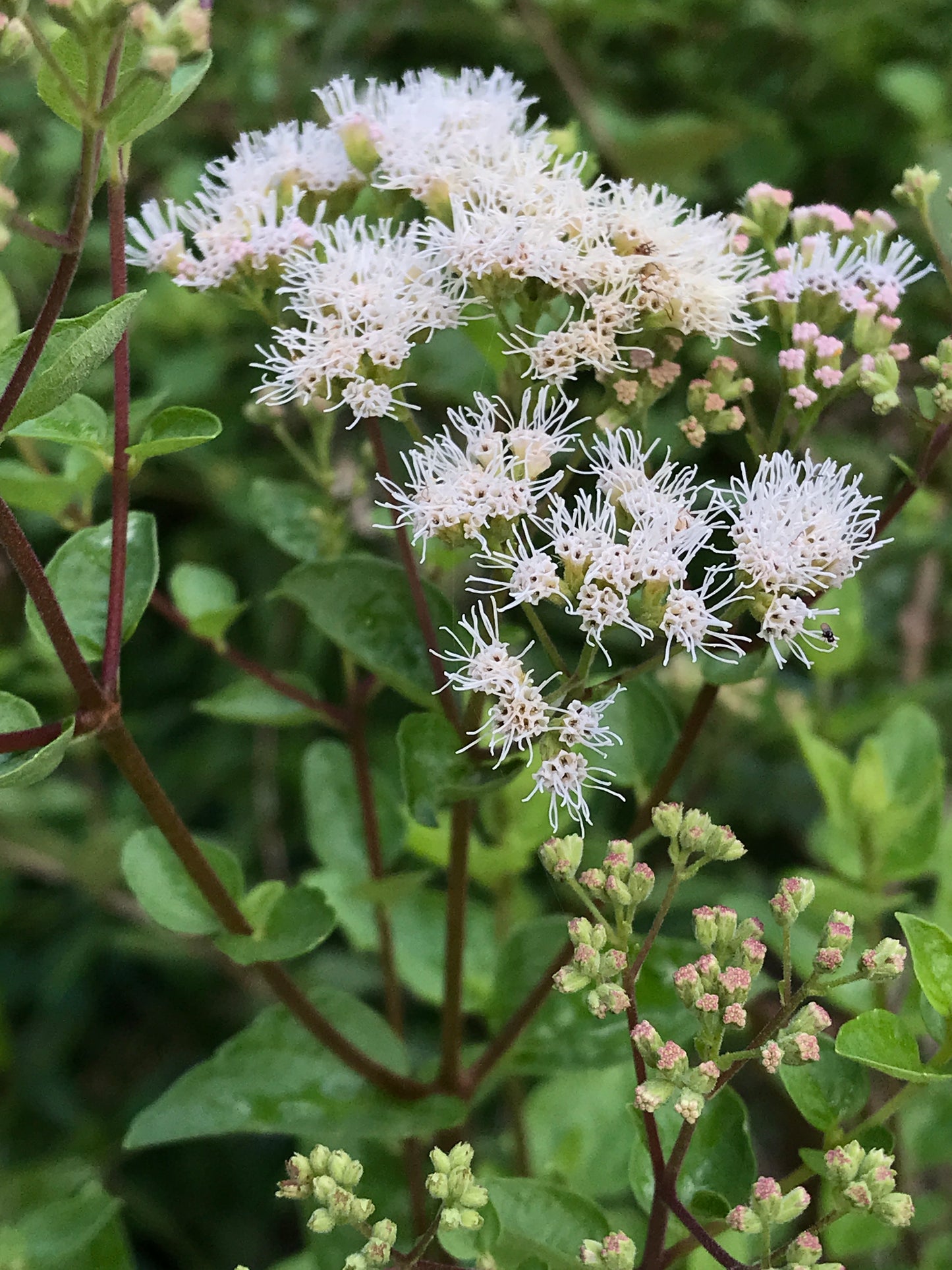 Florida Shrub Throughwort