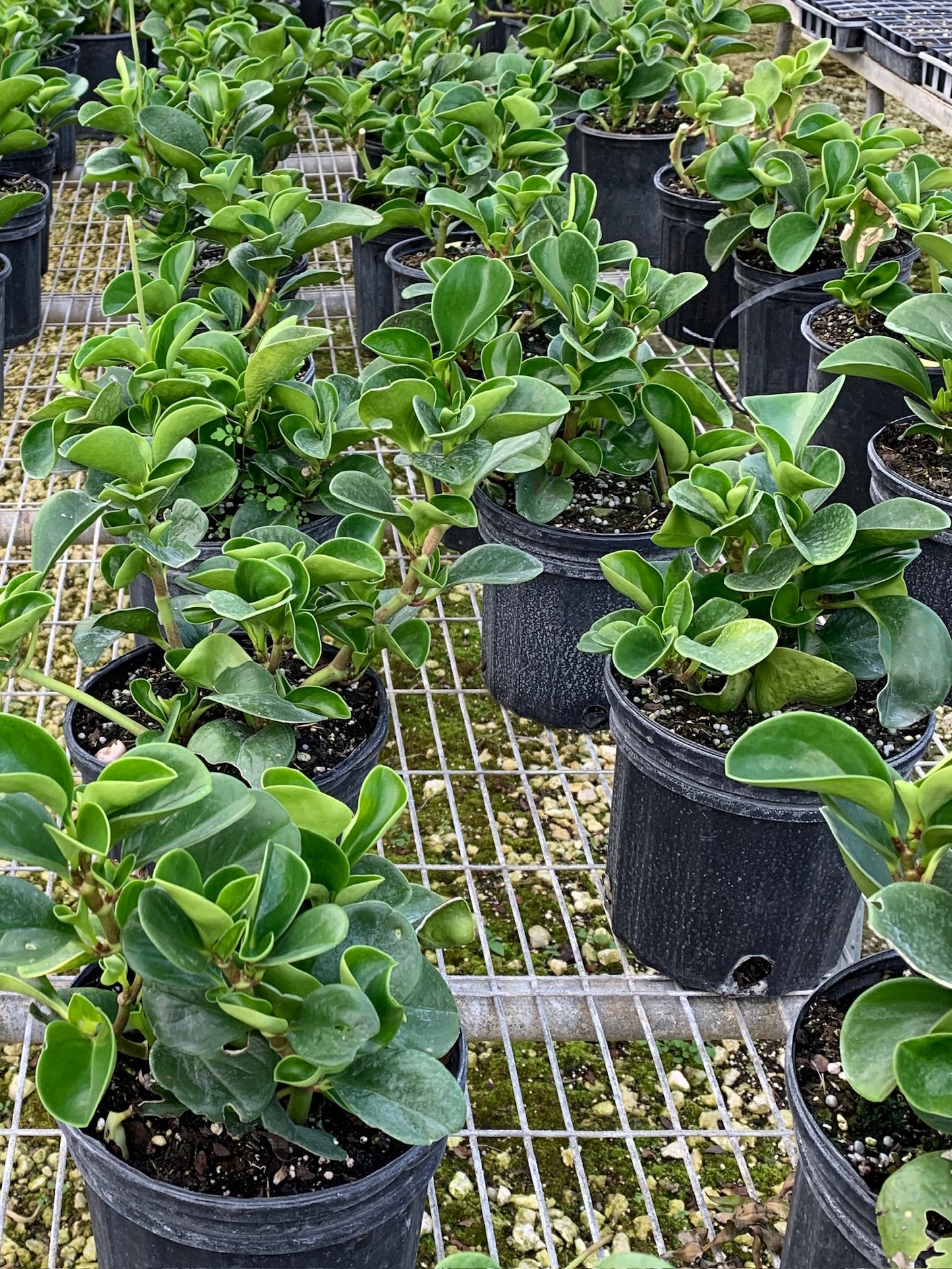 Florida Peperomia