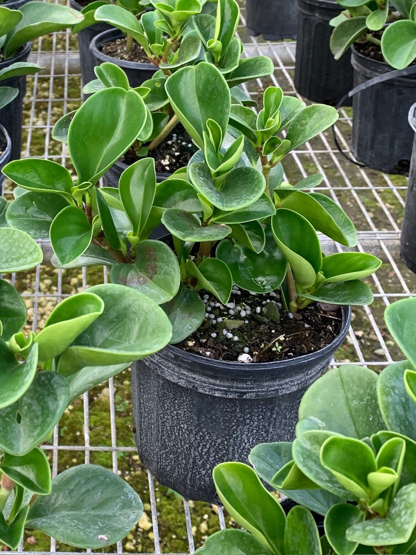 Florida Peperomia