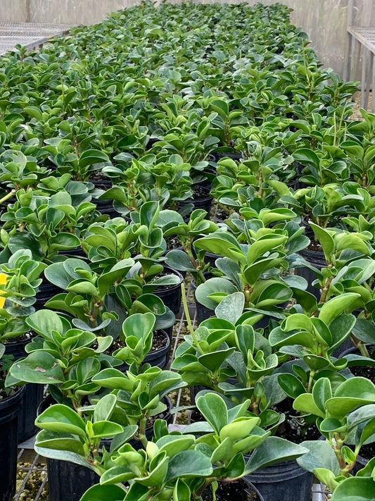 Florida Peperomia