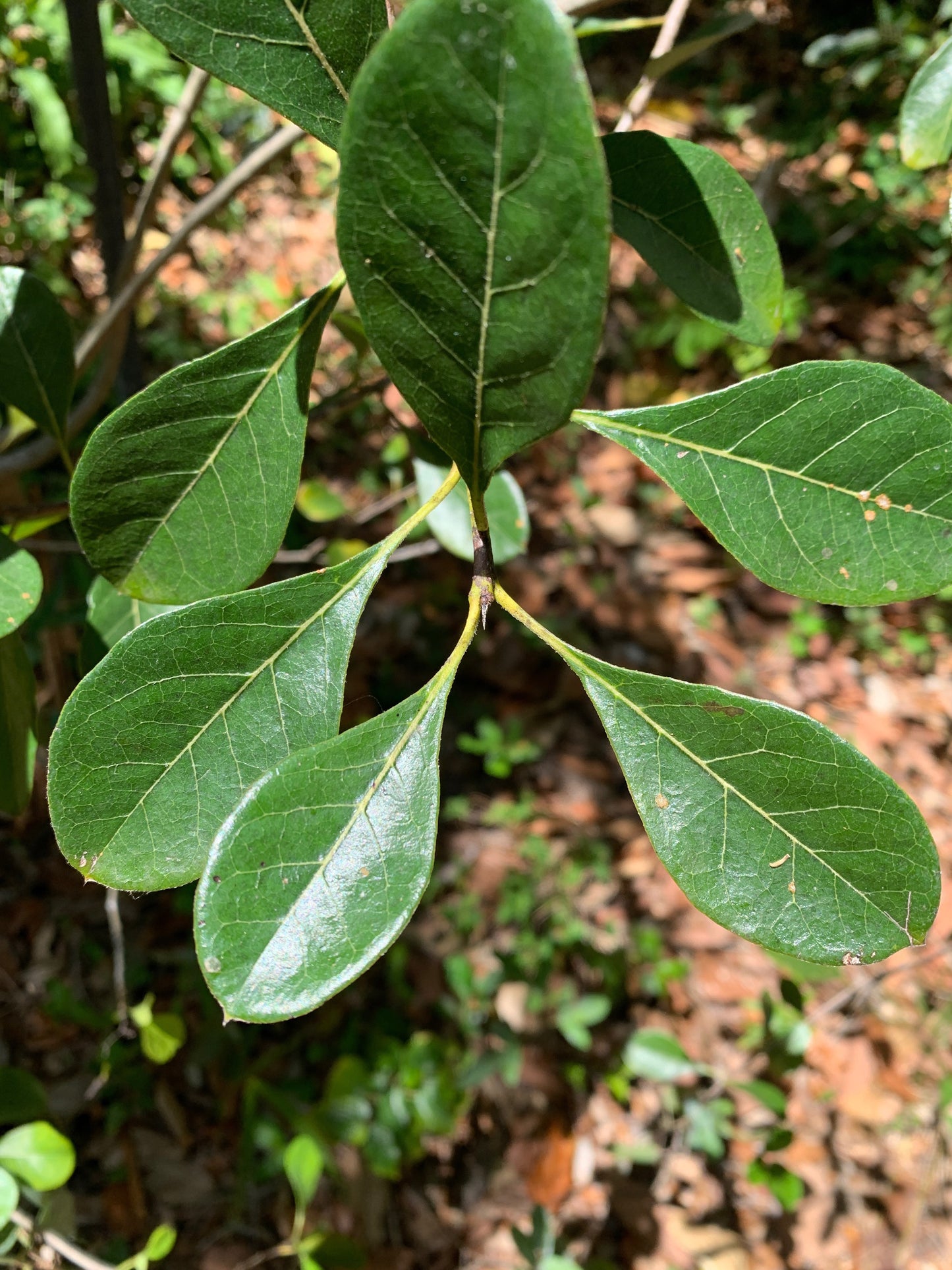 Bahama Strongbark