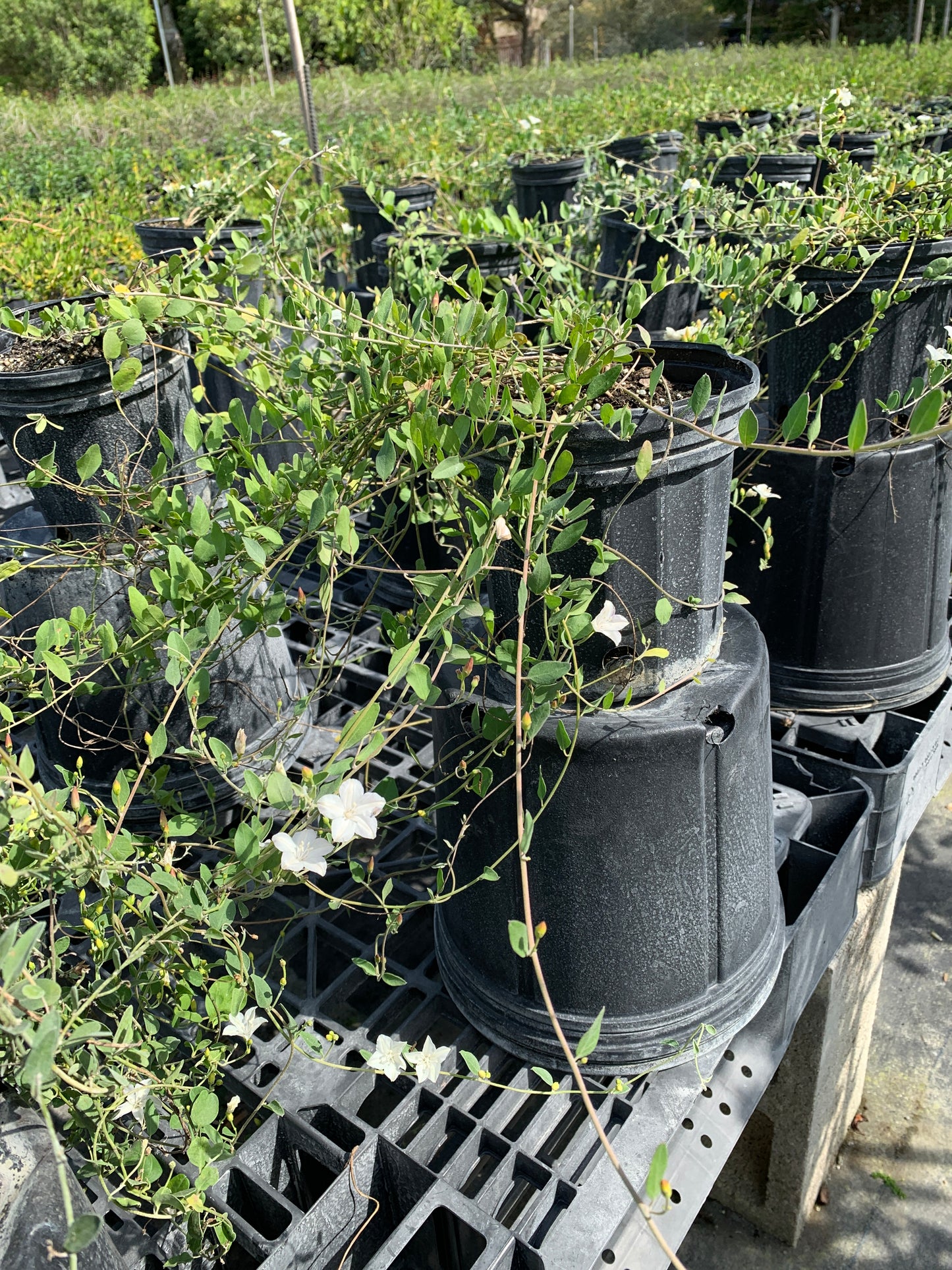 Beach Clustervine